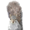 Squirrel - Uncategorized - 