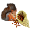 Squirrel autumn - Zwierzęta - 