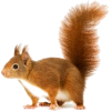 Squirrels - 動物 - 
