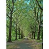 St James park London - Priroda - 
