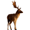Stag - Animales - 