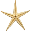 Star sea - Animals - 