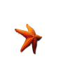 Starfish Water - Natural - 