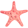 Starfish - Animals - 