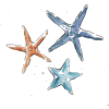 Starfish - Иллюстрации - 