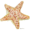 Starfish - Rascunhos - 