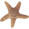 Starfish - Rascunhos - 