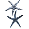 Starfish - Ilustracije - 