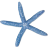 Starfish - Illustrazioni - 