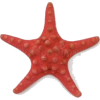 Starfish - Ilustracje - 