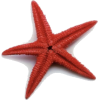 Starfish - 插图 - 