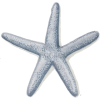 Starfish - 饰品 - 