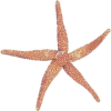 Starfish - Предметы - 