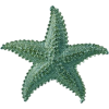 Starfish - Przedmioty - 