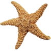 Starfish - Przedmioty - 