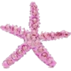Starfish - Artikel - 