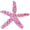 Starfish - Predmeti - 