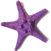 Starfish - Przedmioty - 