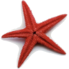 Starfish - Objectos - 