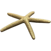 Starfish - Predmeti - 