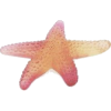 Starfish - Nature - 