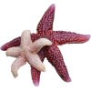 Starfishes - Predmeti - 