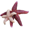 Starfishes - Objectos - 