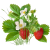 Strawberries - Frutas - 
