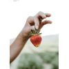 Strawberries - People - 