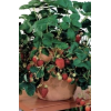Strawberries - Plantas - 