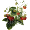 Strawberry Flowers - Plants - 