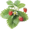 Strawberry Plant - イラスト - 