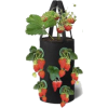 Strawberry Plant - Rośliny - 