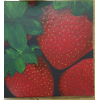 Strawberry - Ilustrationen - 