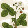 Strawberry - Ilustracije - 