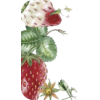 Strawberry - Ilustracije - 