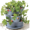 Strawberry plants - Rośliny - 