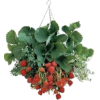 Strawberry plants - Rastline - 