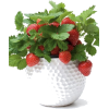 Strawberry plants - Biljke - 