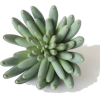 Succulent - Plantas - 