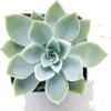 Succulent - Biljke - 