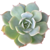 Succulent - Plants - 