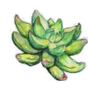 Succulents - Ilustracije - 