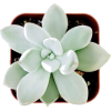 Succulents - Rastline - 