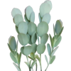 Succulents - Biljke - 