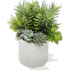 Succulents - 植物 - 