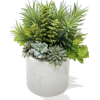 Succulents - Pflanzen - 