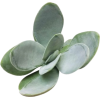 Succulents - Rośliny - 