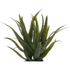 Succulents - Plantas - 