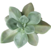 Succulents - Plants - 